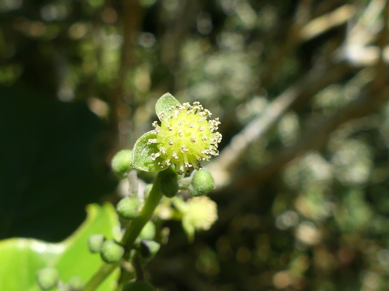Claoxylon glandulosum flower