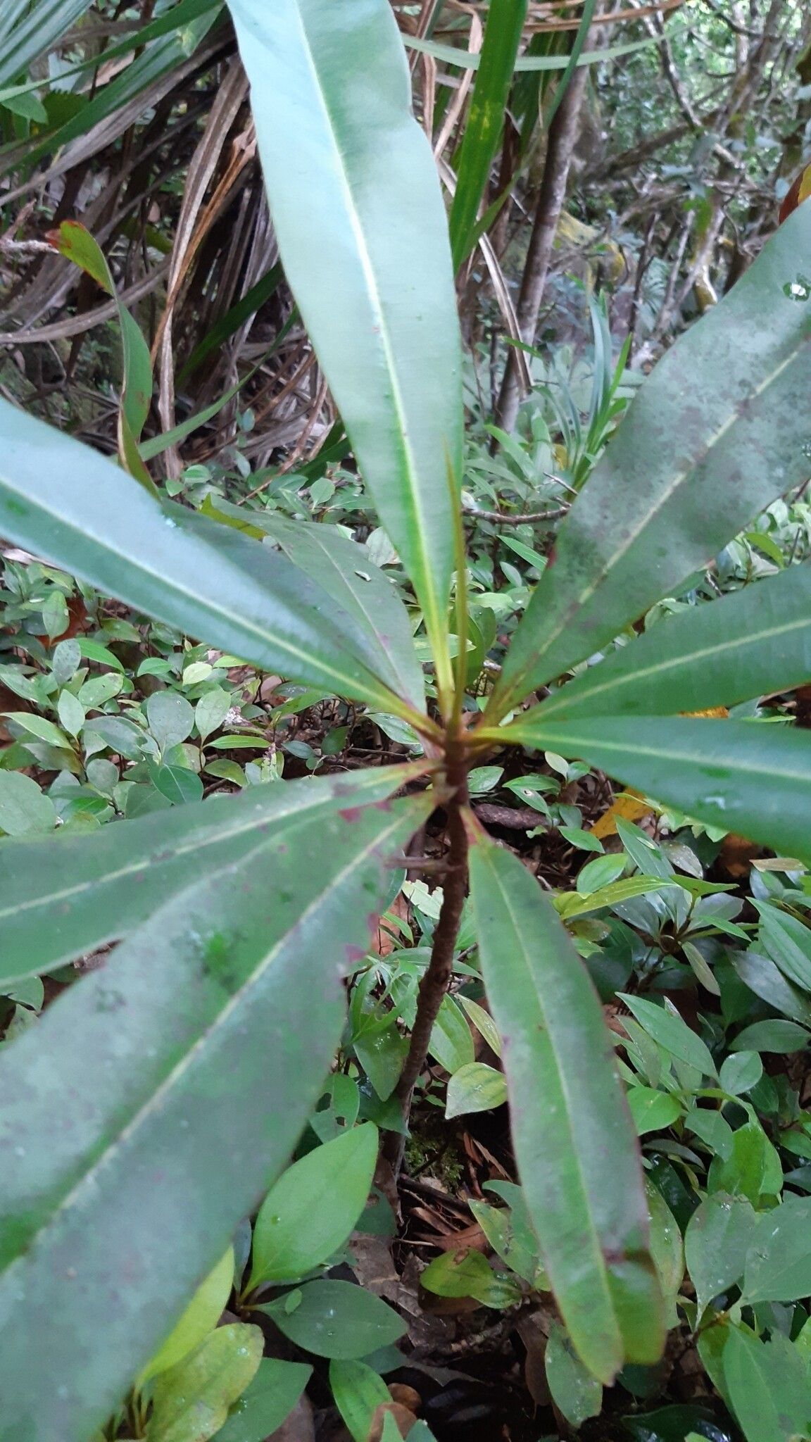 Campnosperma seychellarum leaf