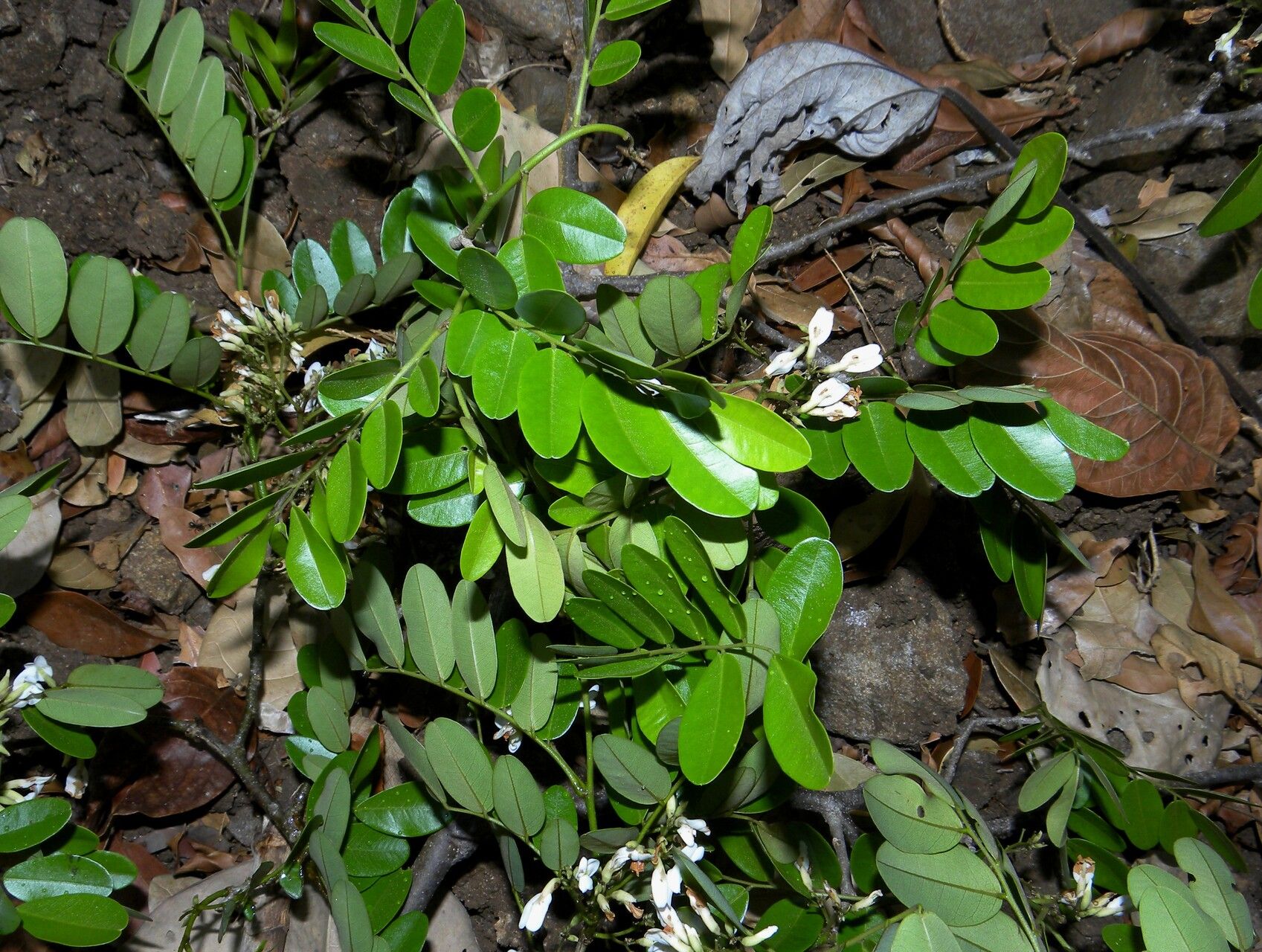 Dalbergia glabra habit