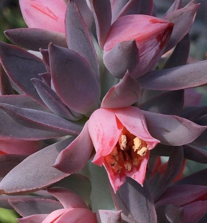 Echeveria kristenii flower