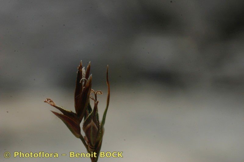 Carex mucronata fruit