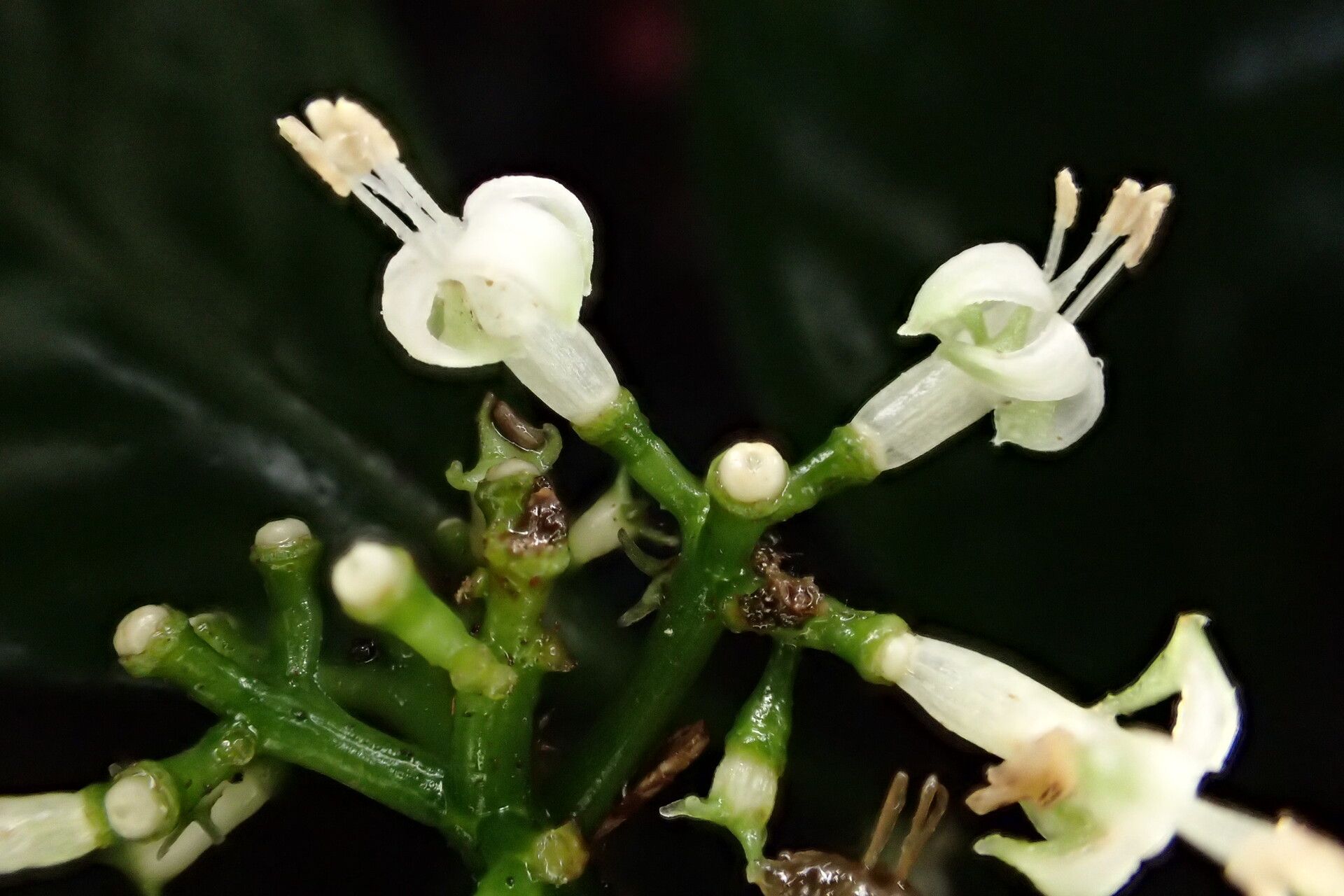 Psychotria longicornis flower