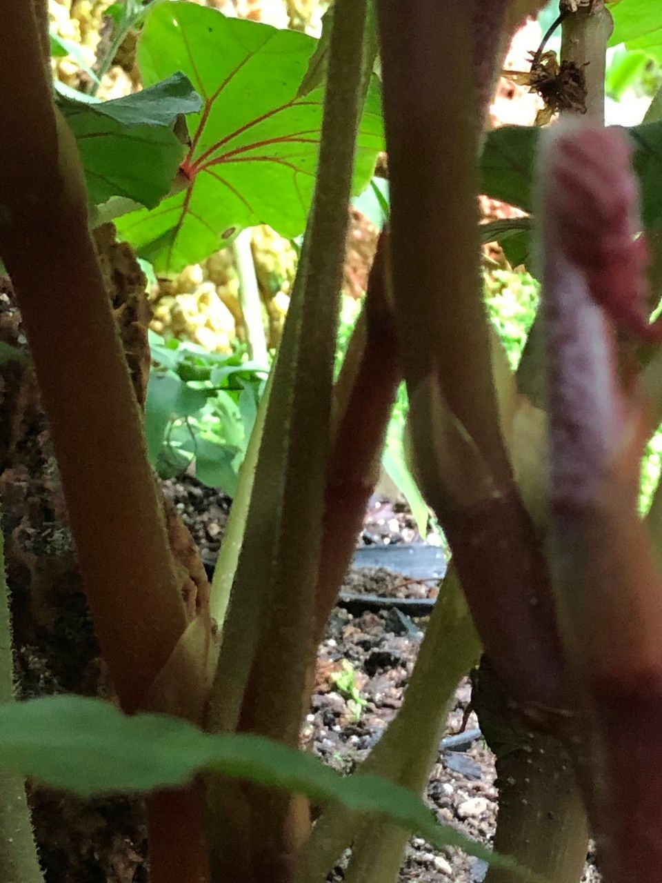 Begonia handelii bark