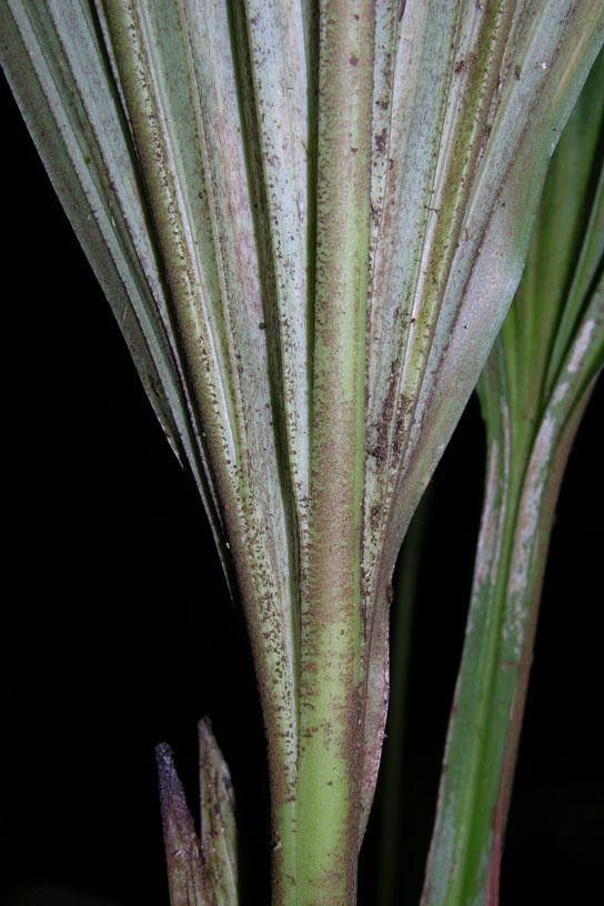 Asplundia uncinata bark