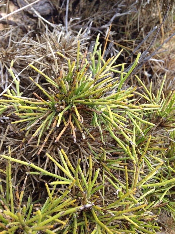 Genista ephedroides leaf