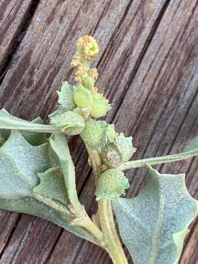 Atriplex muelleri fruit