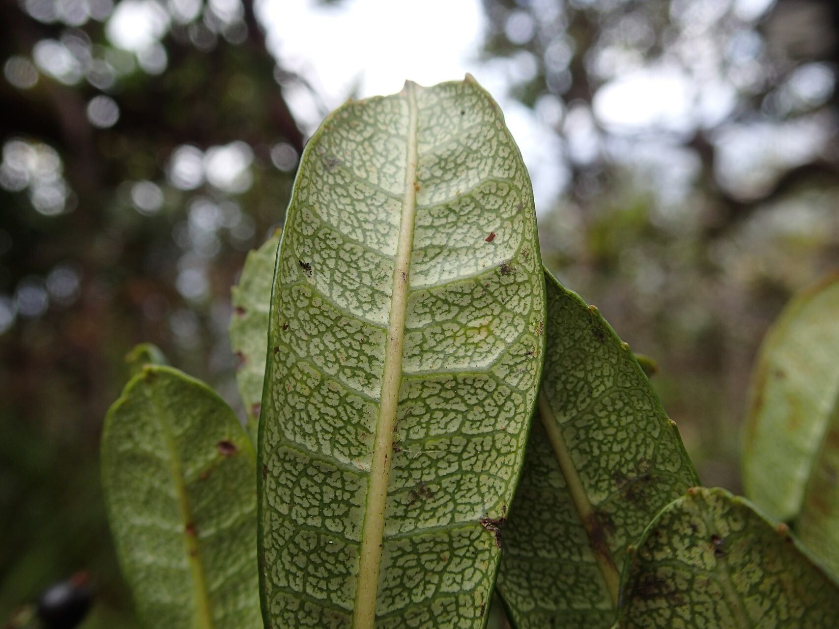 Canacomyrica monticola — search result for 'Myricaceae'