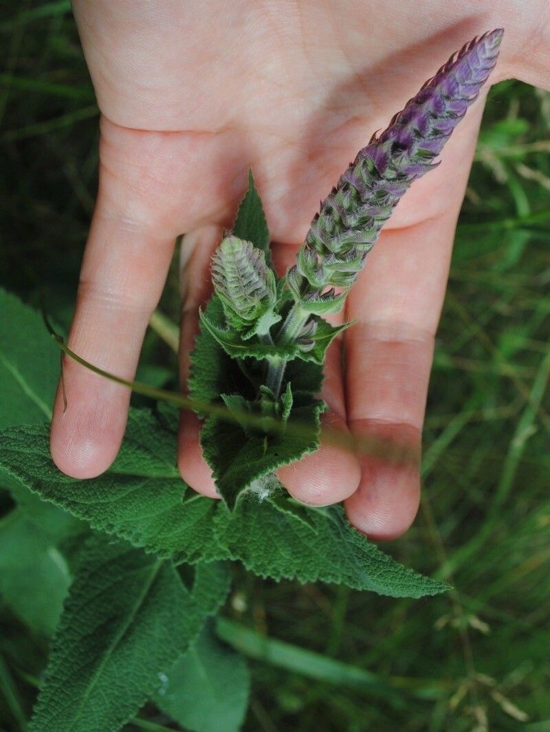 Salvia tesquicola flower