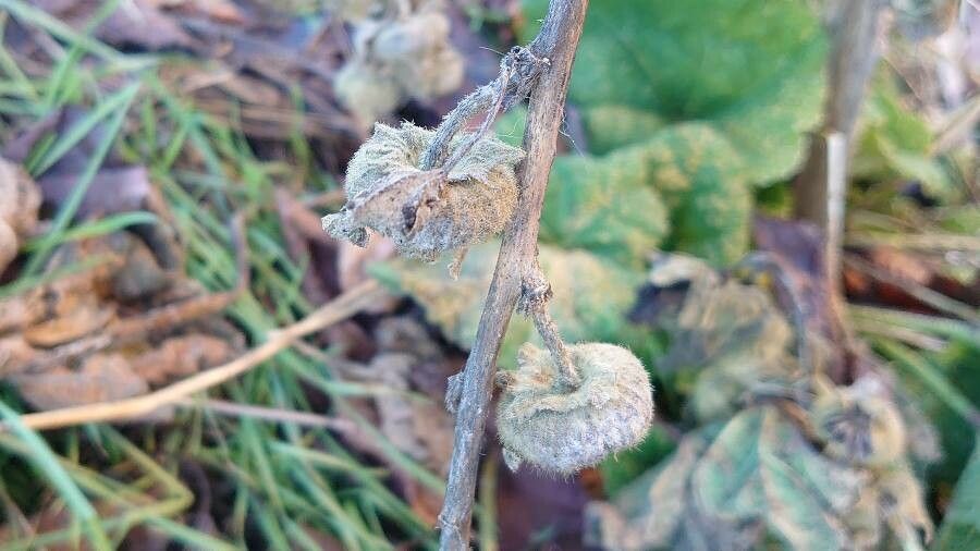 Alcea biennis fruit