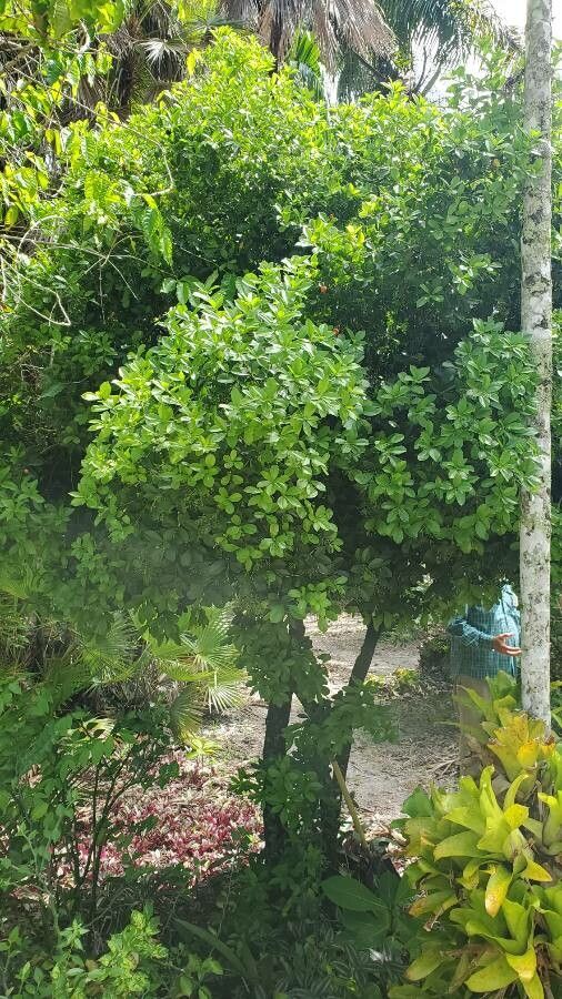 Aglaia odorata habit