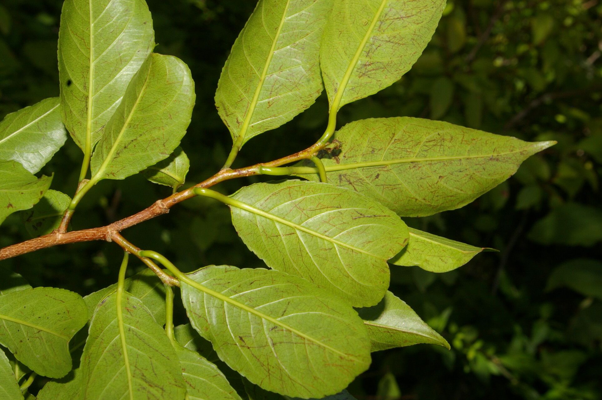Sebastiania pavoniana leaf