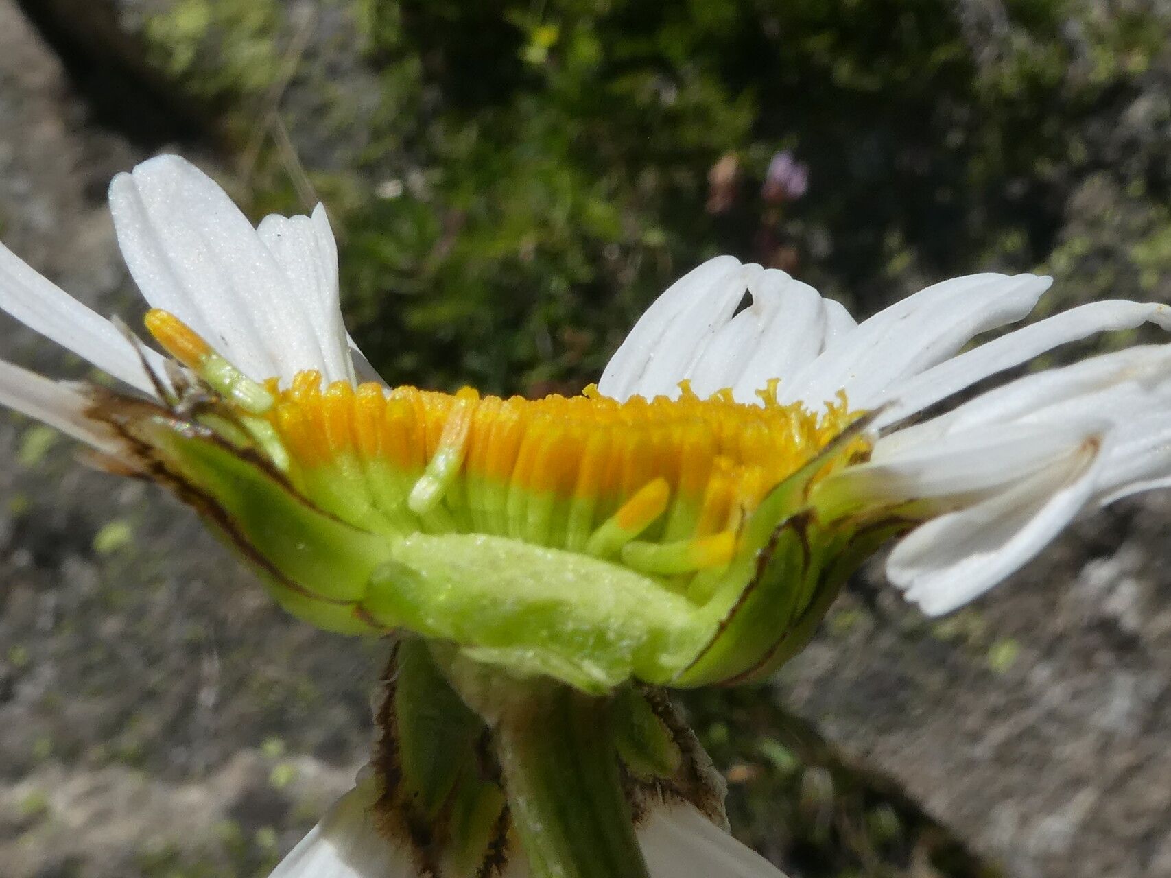 Leucanthemum catalaunicum flower