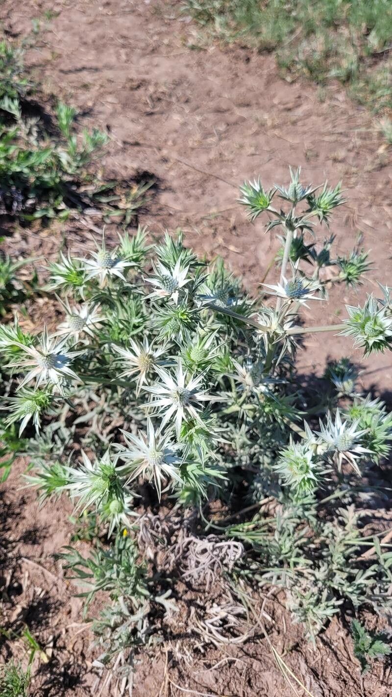 Eryngium heterophyllum flower