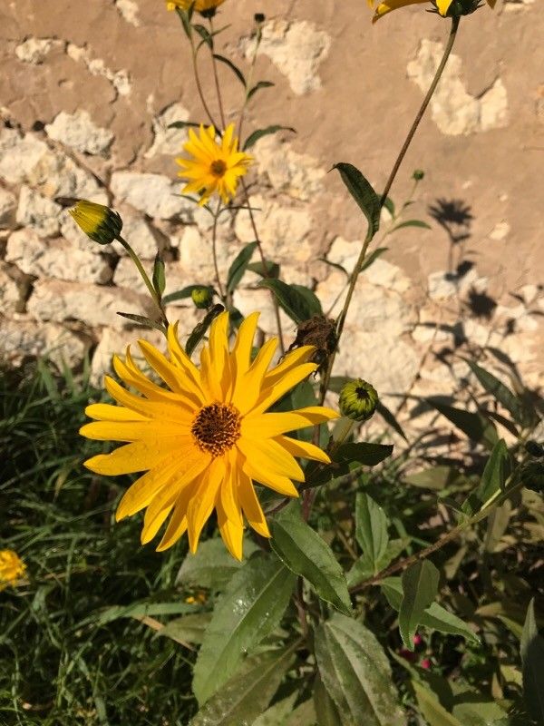 Helianthus maximiliani flower