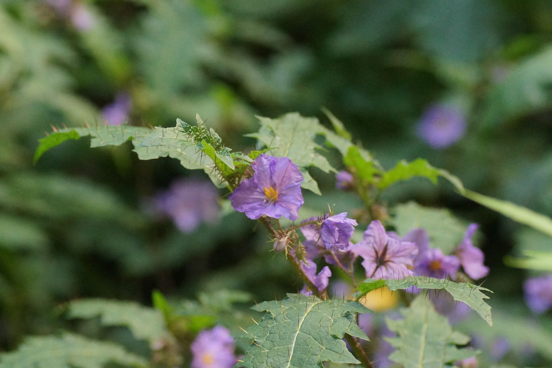 Solanum vicinum flower