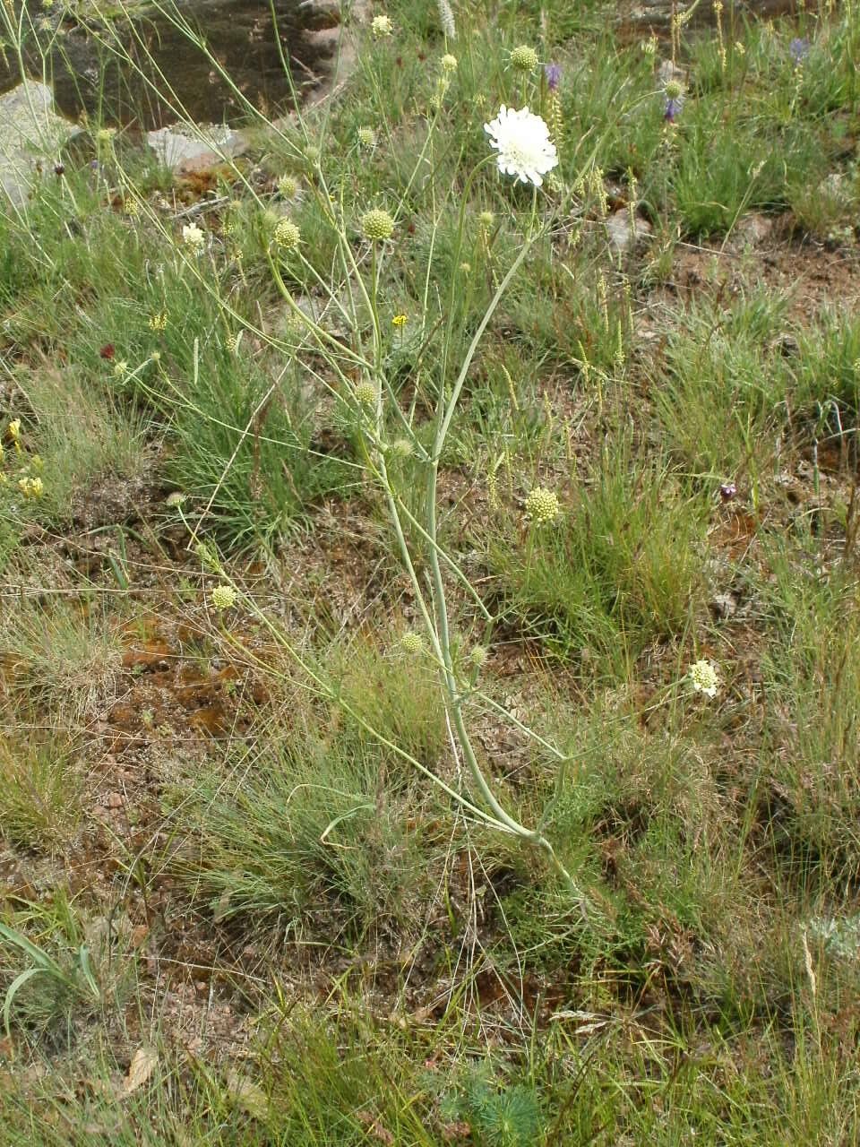 Scabiosa triniifolia habit