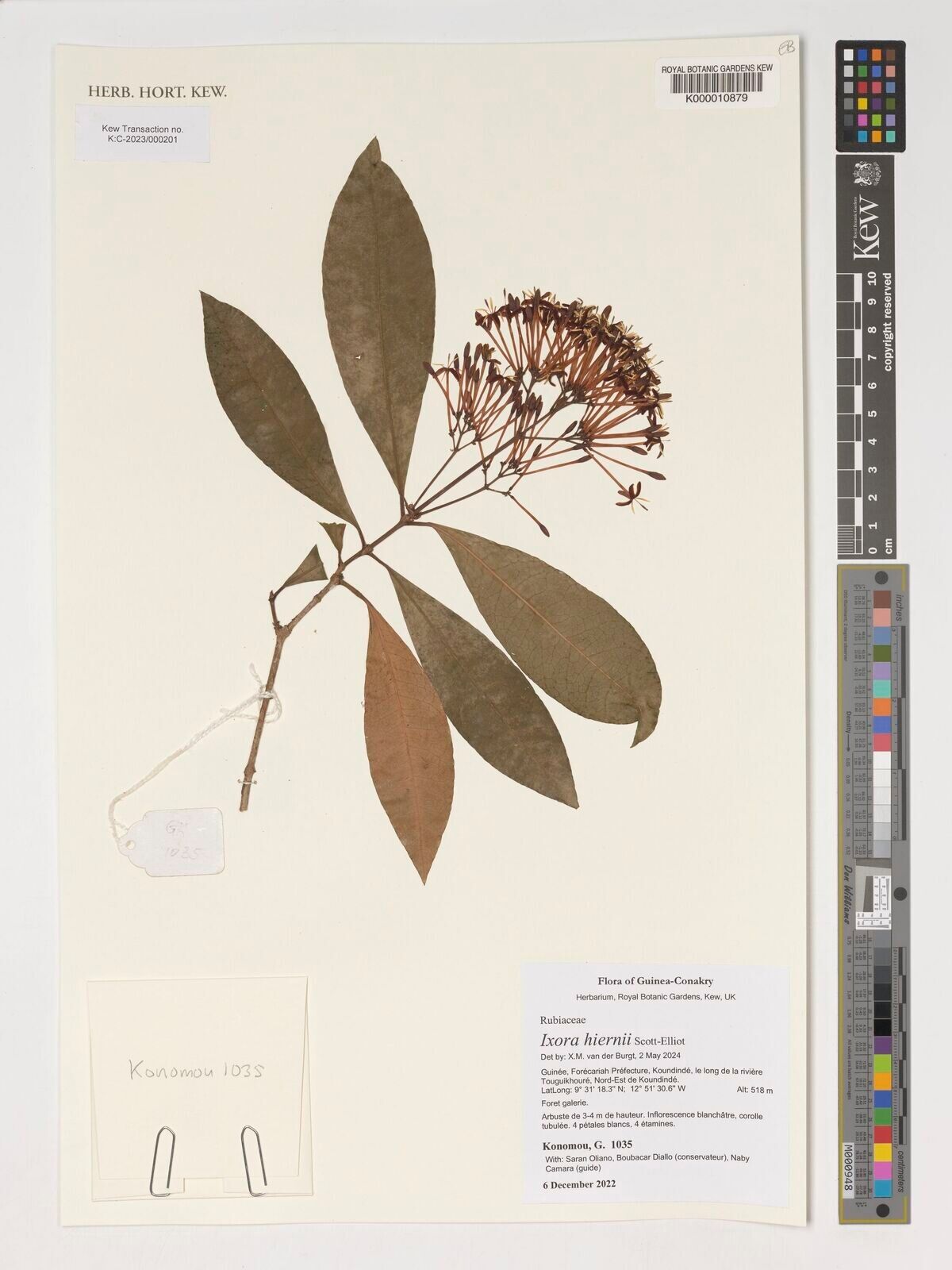 Ixora hiernii — houseplant care guide