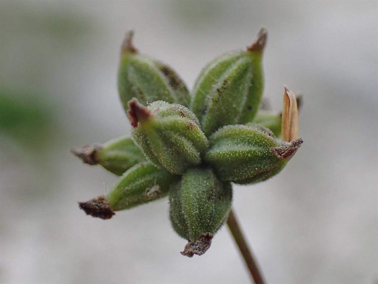 Thalictrum minus fruit