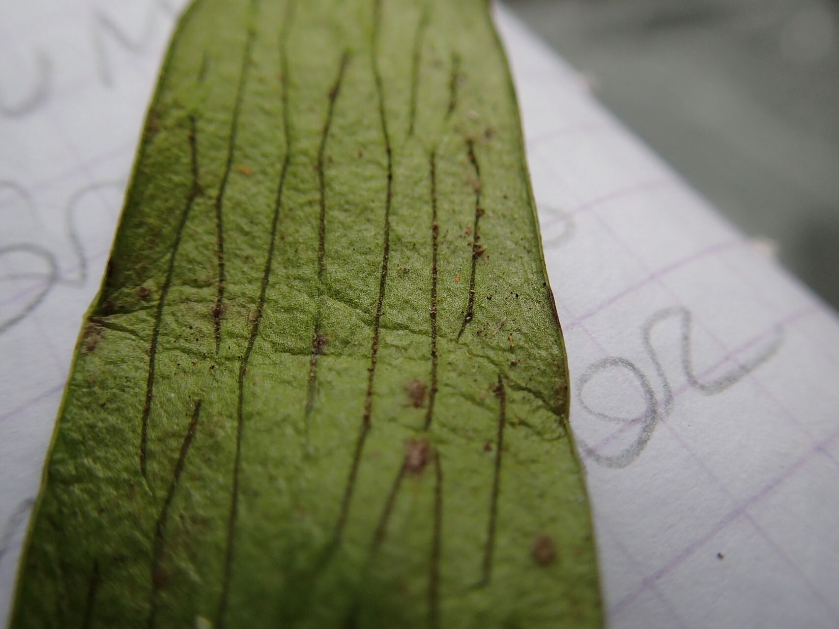 Antrophyum novae-caledoniae leaf