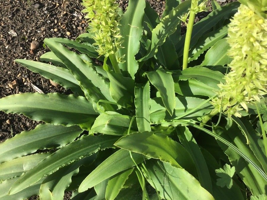 Eucomis zambesiaca — search result for 'Malawi'