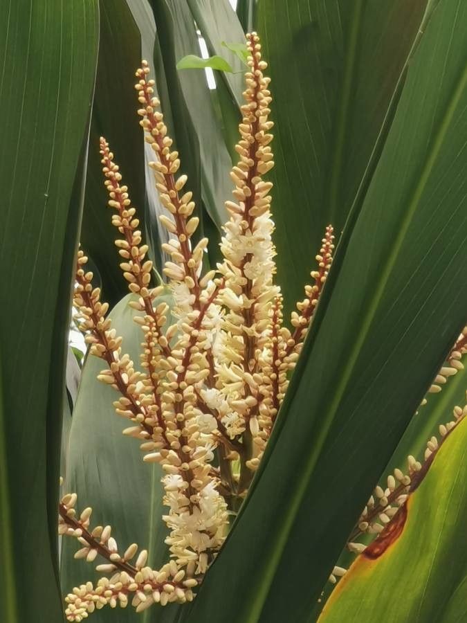 Cordyline indivisa flower