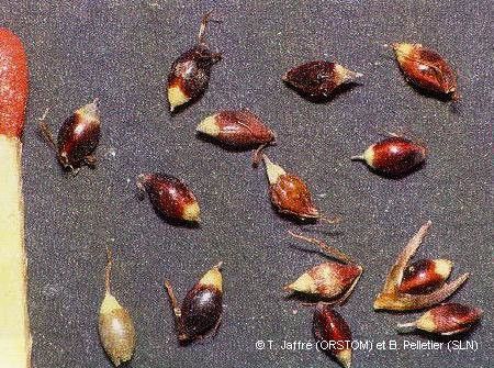 Machaerina deplanchei fruit