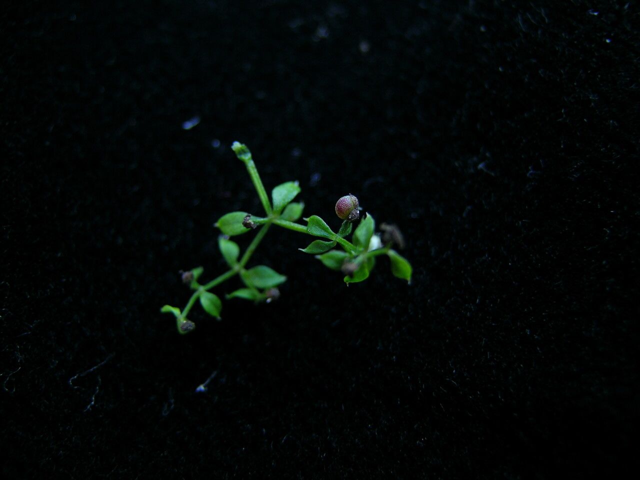 Galium rebae — houseplant care guide