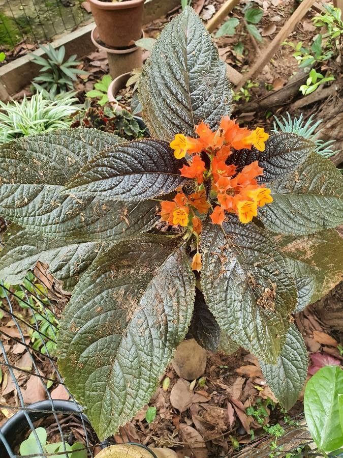 Chrysothemis pulchella leaf