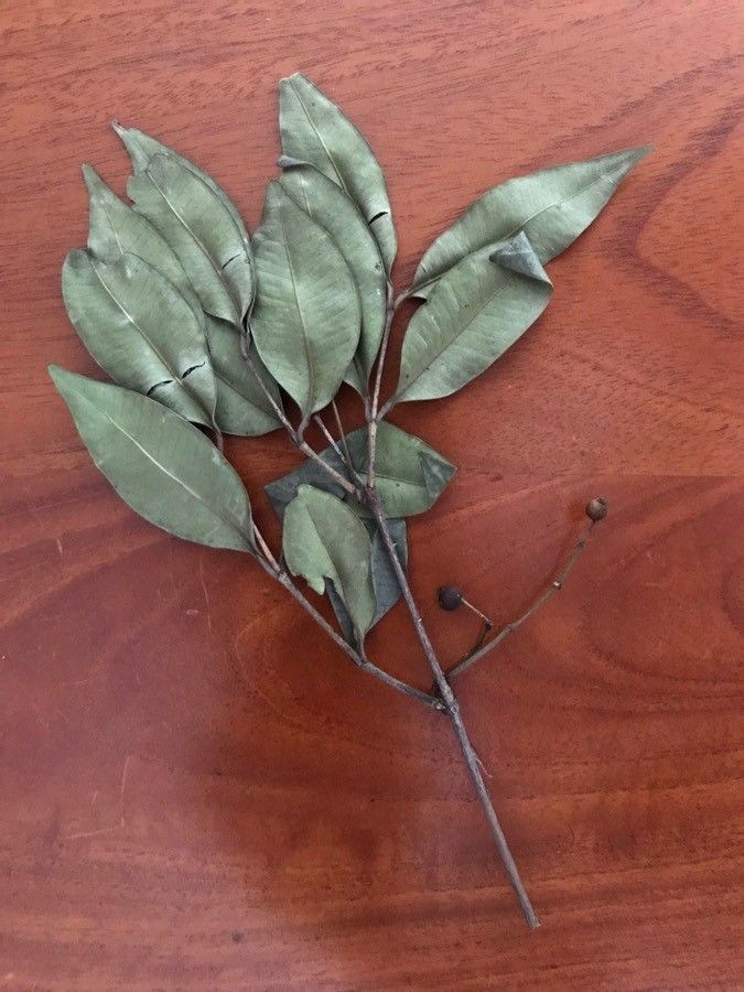 Calyptranthes pallens leaf