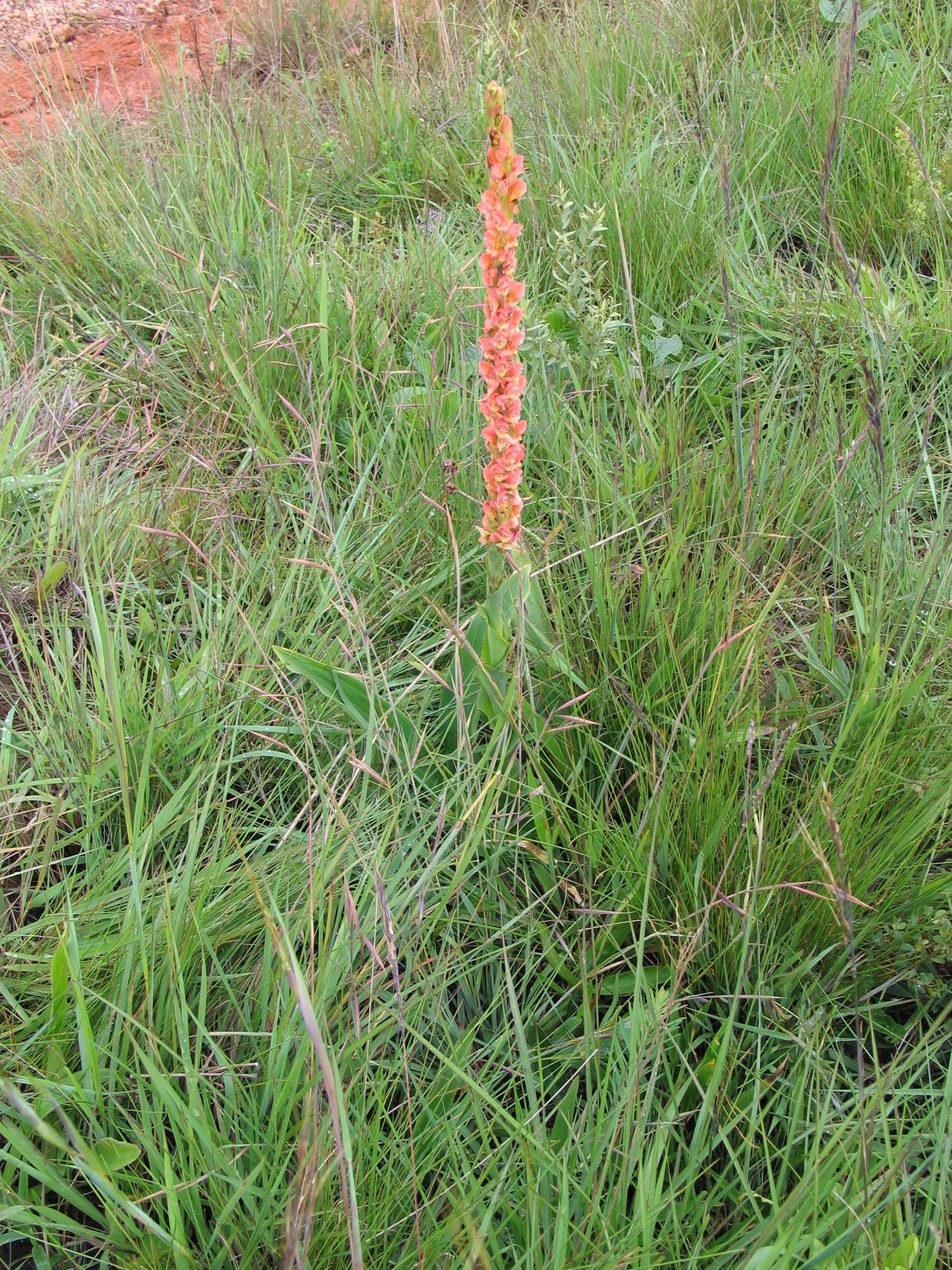 Disa satyriopsis habit