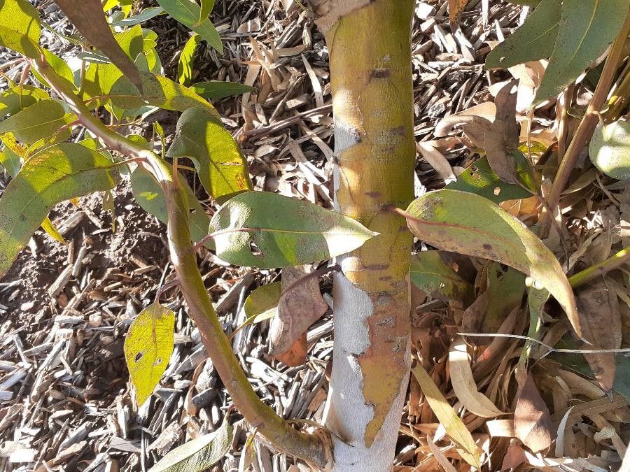 Eucalyptus pterocarpa bark