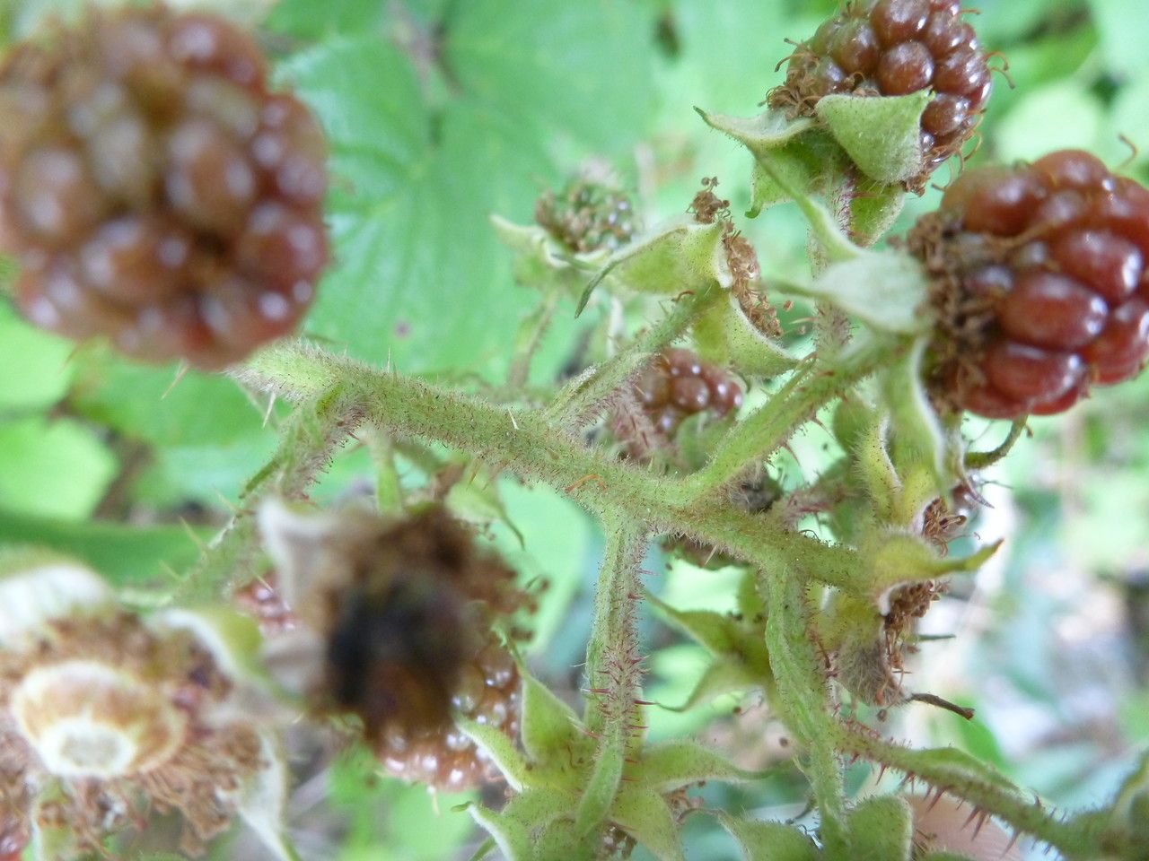 Rubus pallidus fruit
