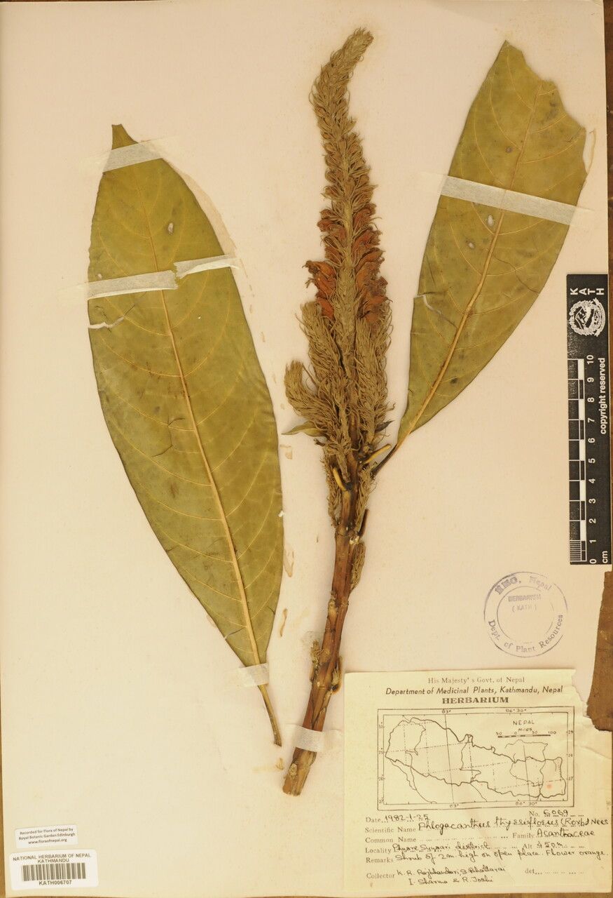 Phlogacanthus thyrsiformis — related species from the same genus