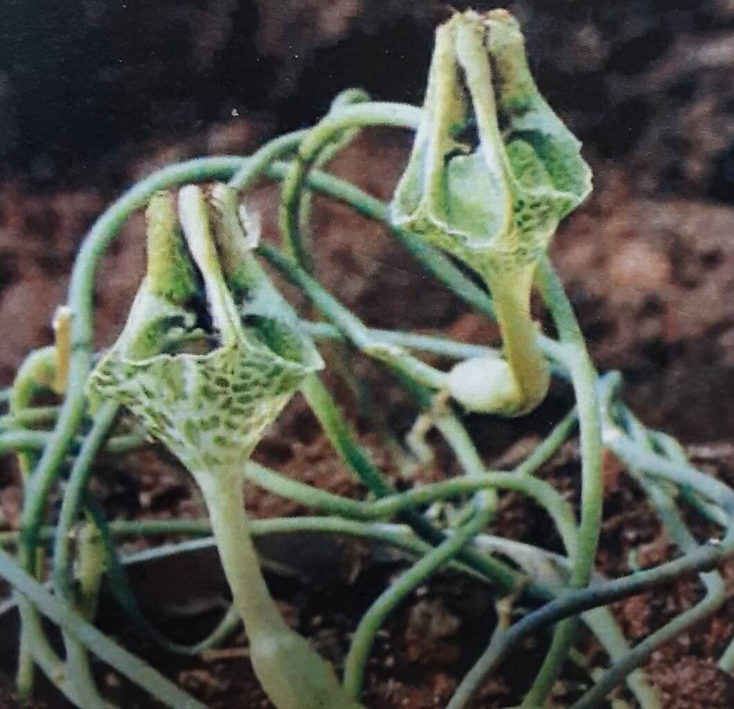 Ceropegia distincta — search result for 'Ceropegia'