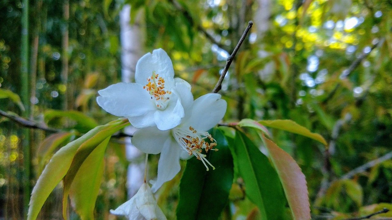 Camellia tsaii flower
