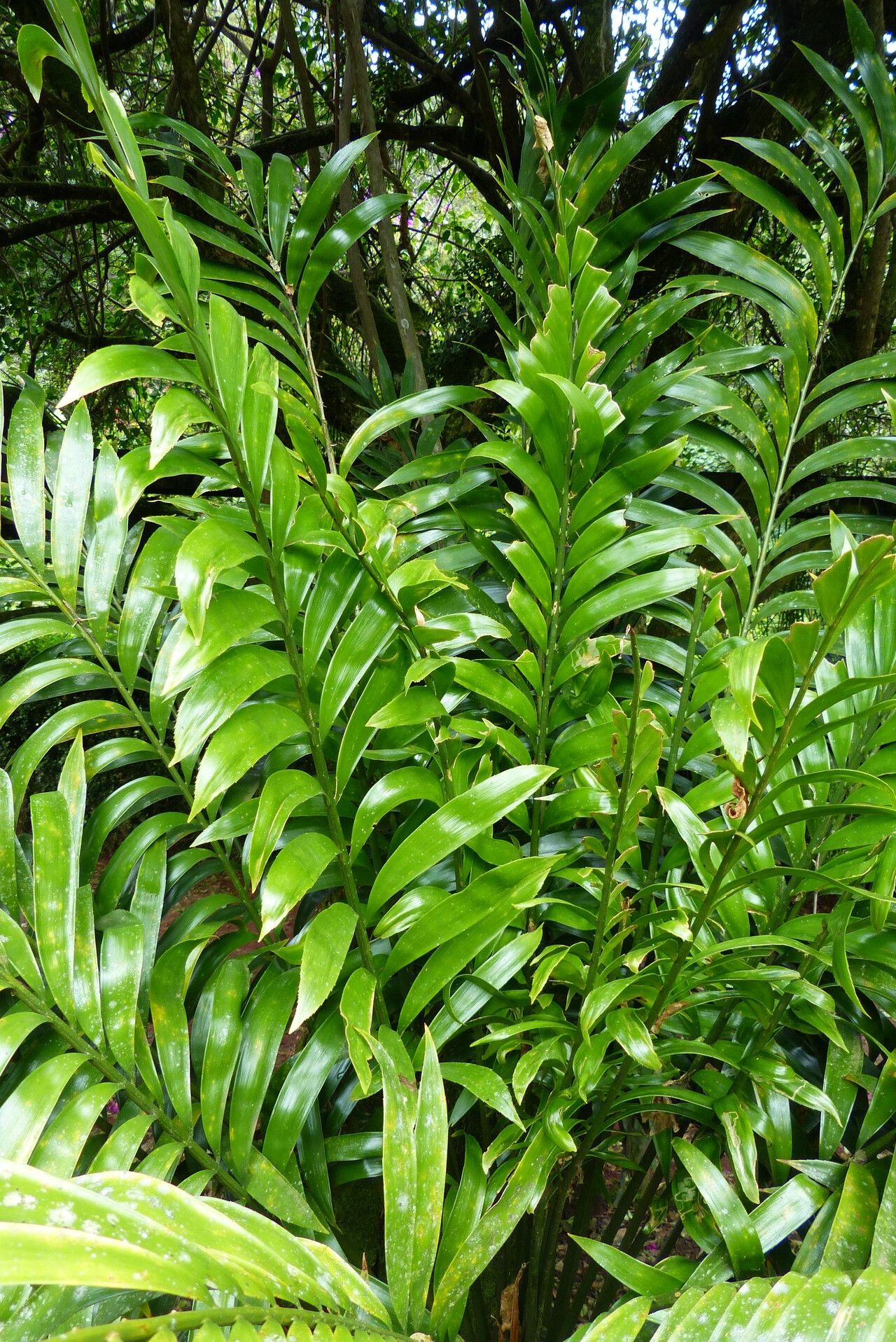 Zamia elegantissima — related species from the same genus