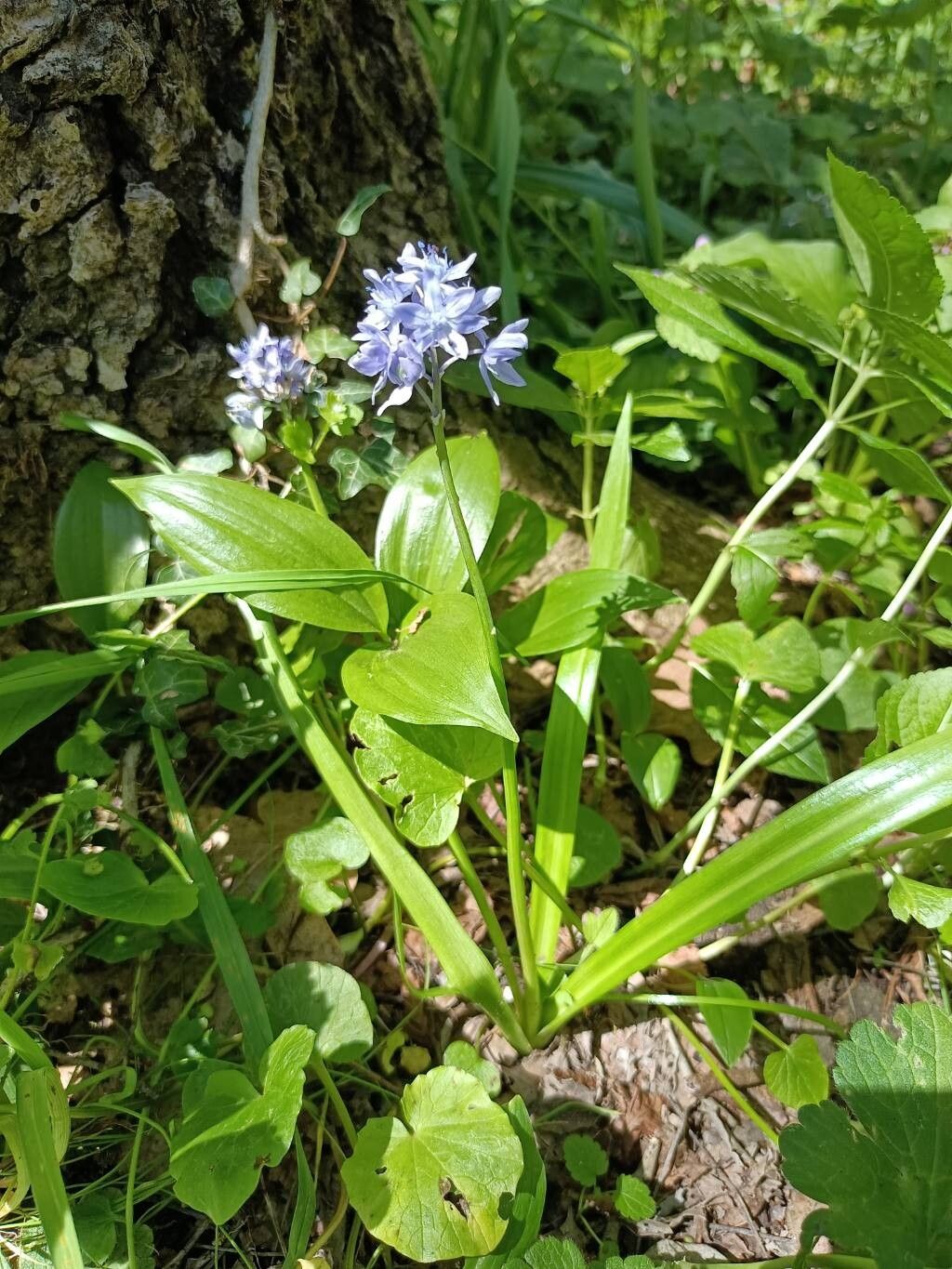 Scilla bithynica — houseplant care guide