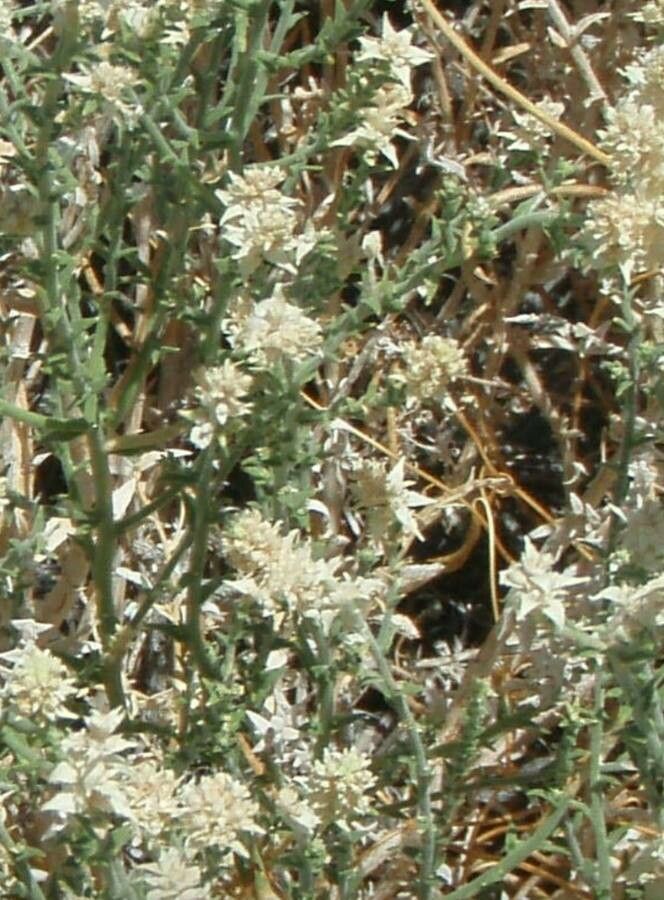 Petalonyx thurberi flower