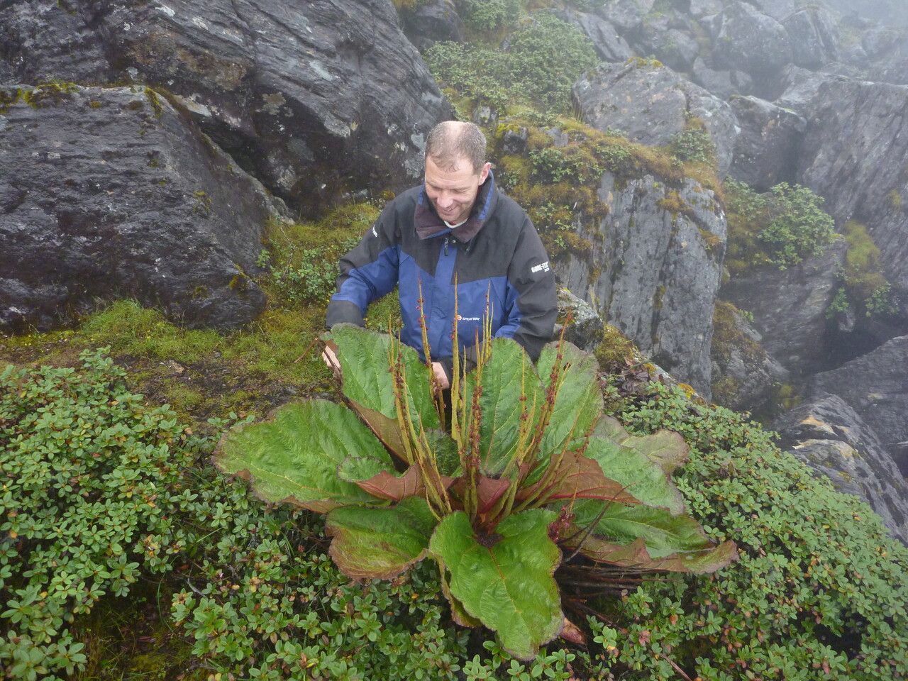 Rheum spiciforme other