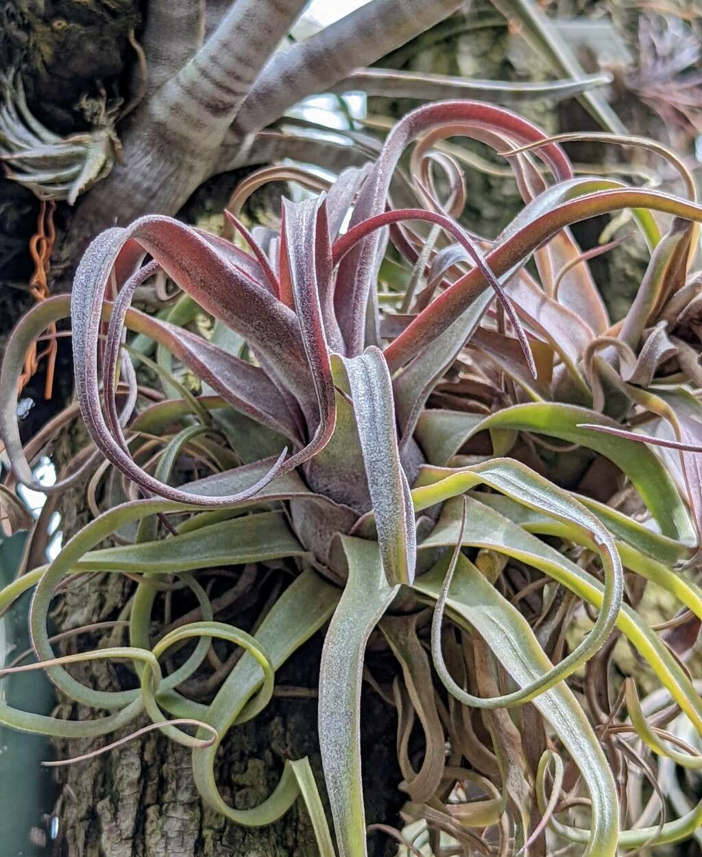 Tillandsia streptophylla