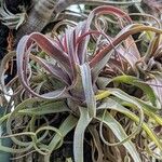 Tillandsia streptophylla