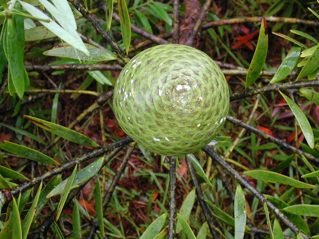 Agathis corbassonii fruit