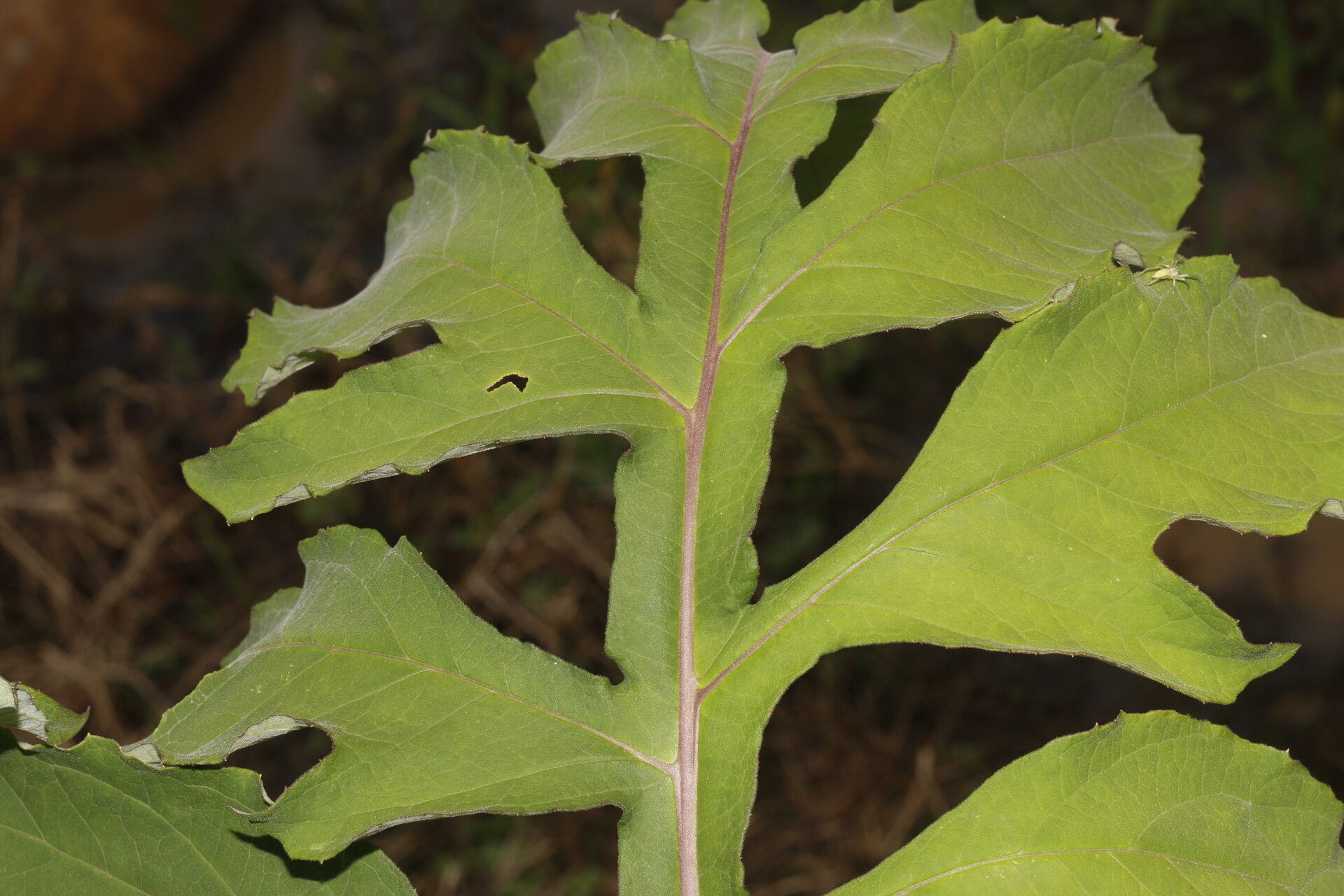 Verbesina myriocephala — houseplant care guide