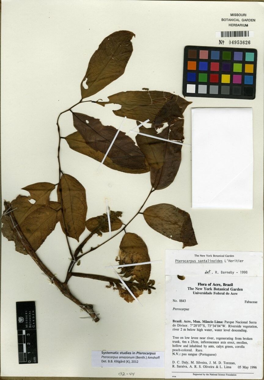 Pterocarpus amazonum other