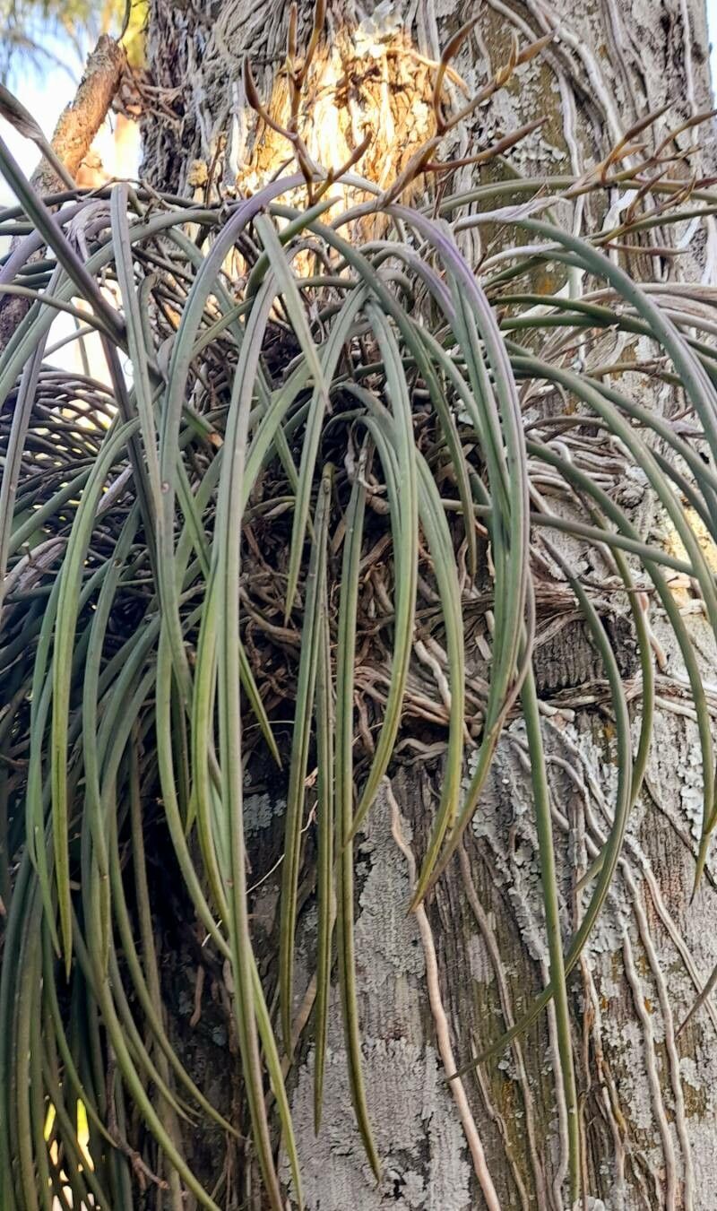 Brassavola tuberculata — search result for 'Brassavola'