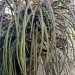 Brassavola tuberculata