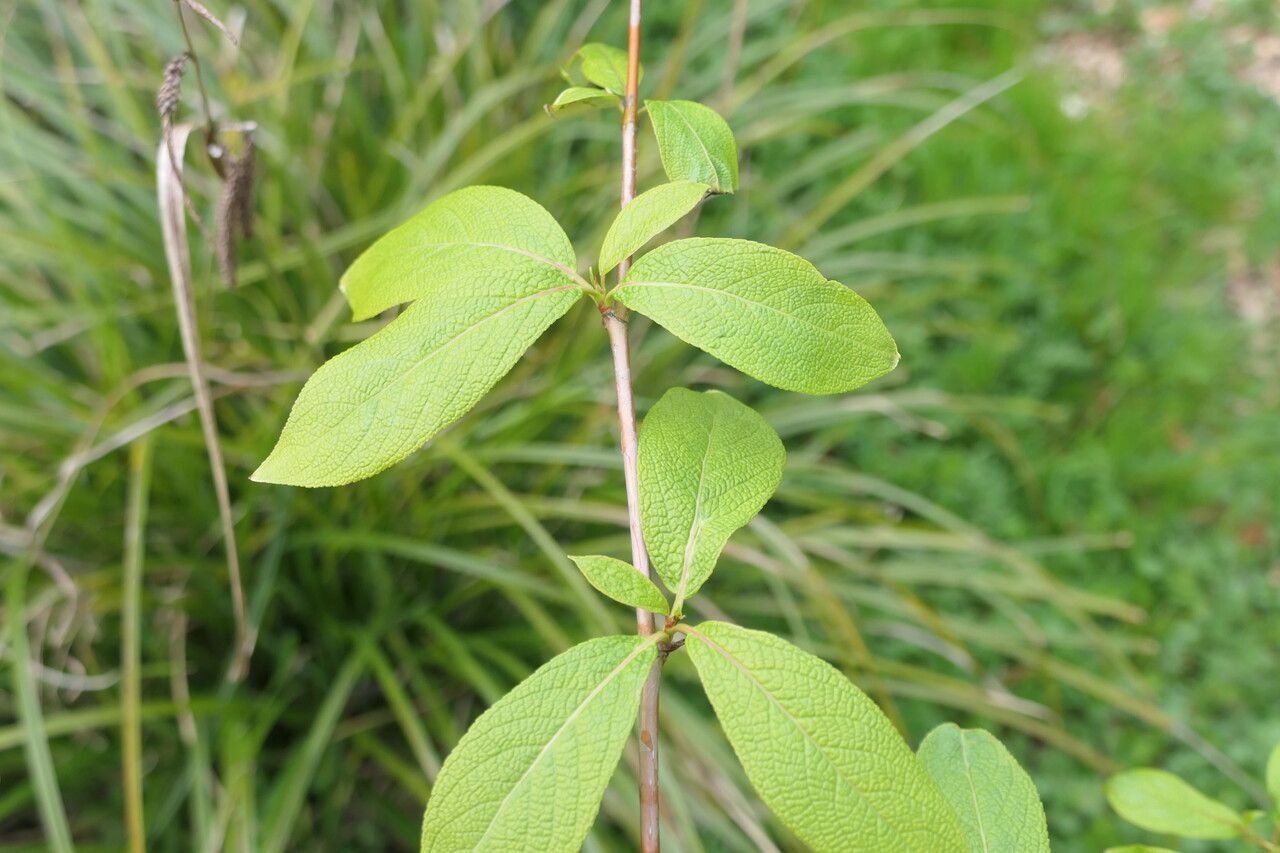 Populus suaveolens — search result for 'Populus'