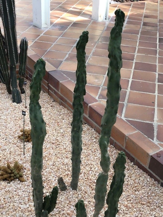 Lophocereus schottii