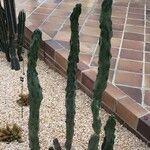 Lophocereus schottii