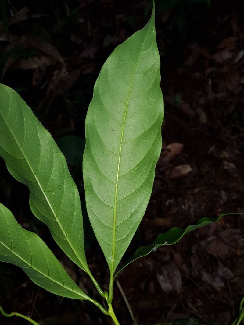 Persea rigens leaf